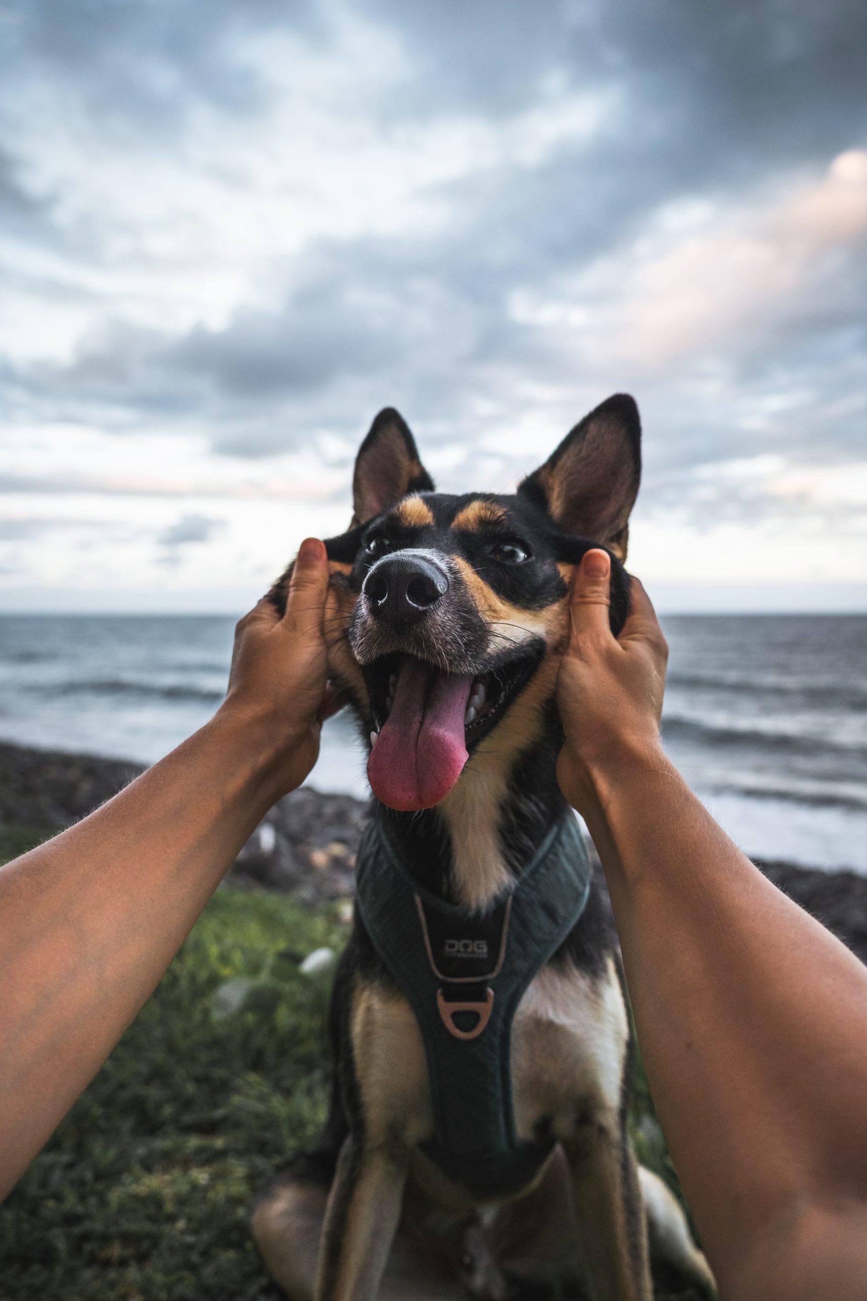 floki_image_accueil